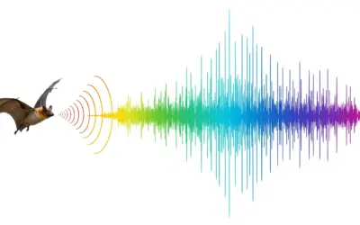Calcul de la Fréquence d’Écholocalisation