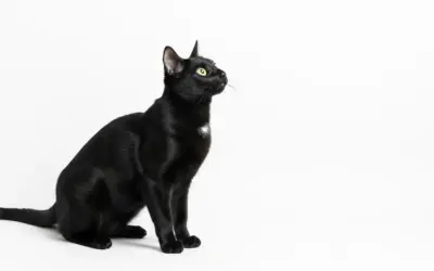 Direction d’une Source Sonore par un Animal