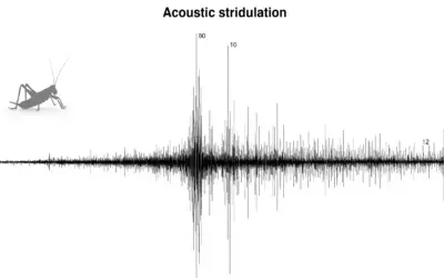 Analyse Sonore par Stridulation chez les Insectes
