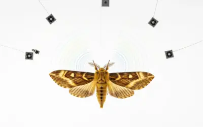 Étude du Camouflage Acoustique d’un Papillon de Nuit